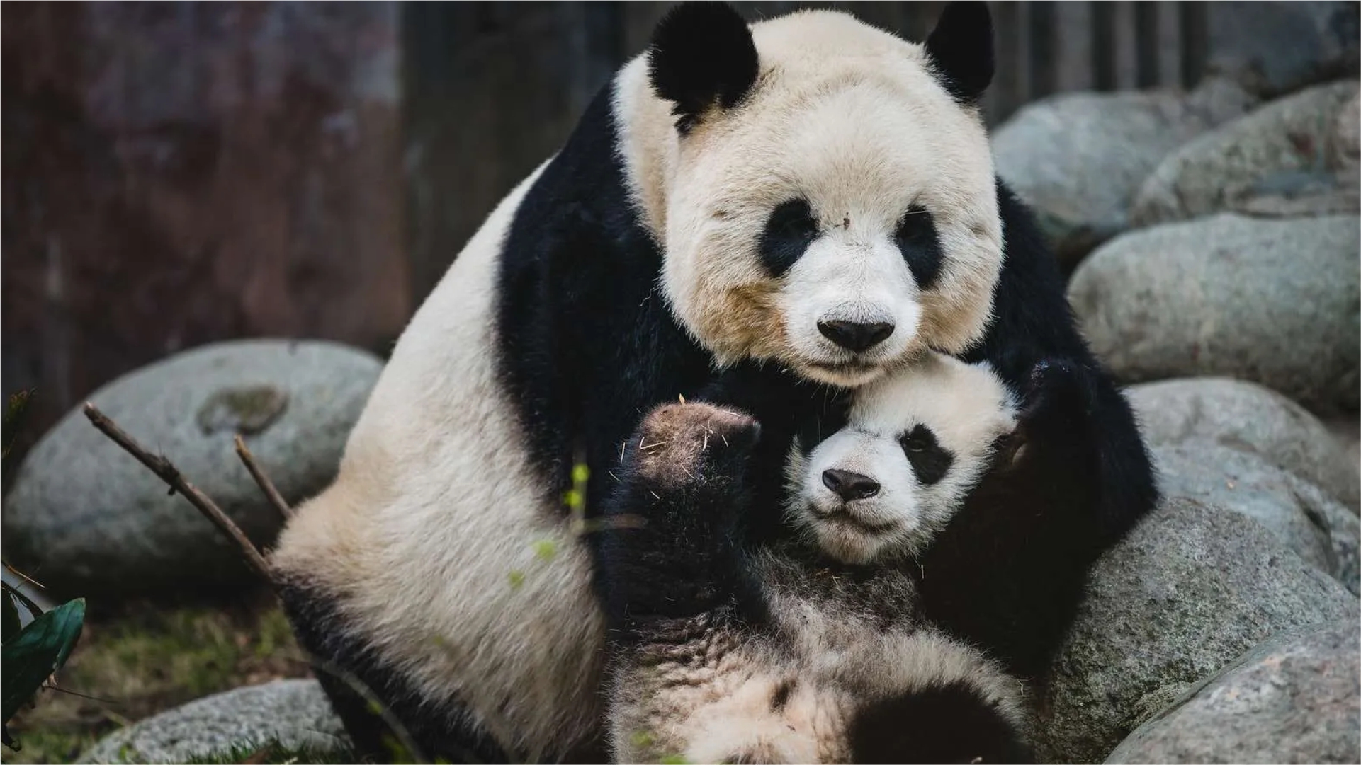 Reino: Pandas y Guerreros