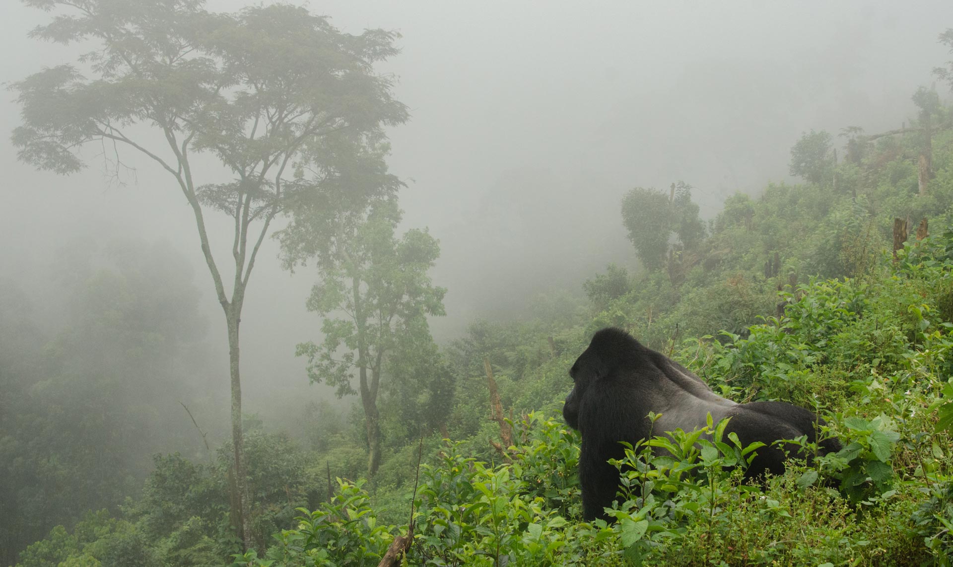África África