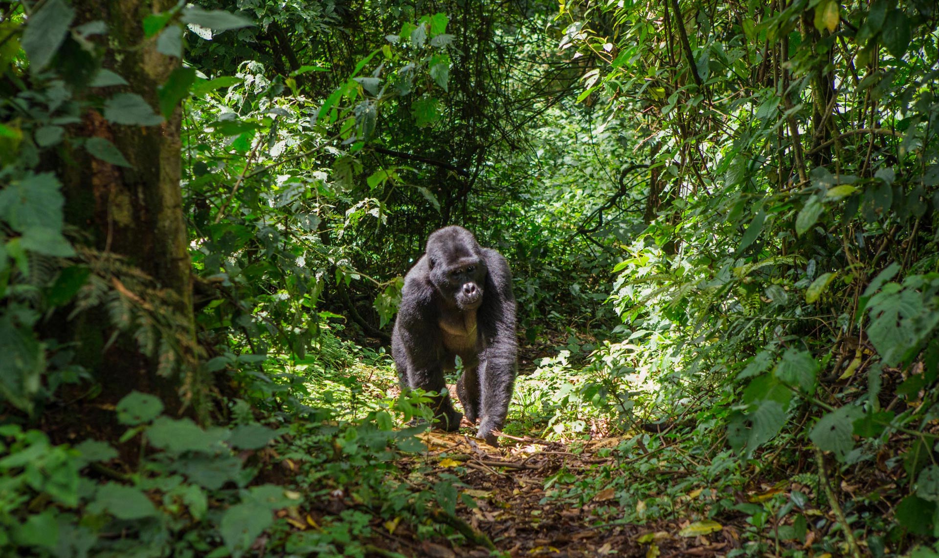 África África