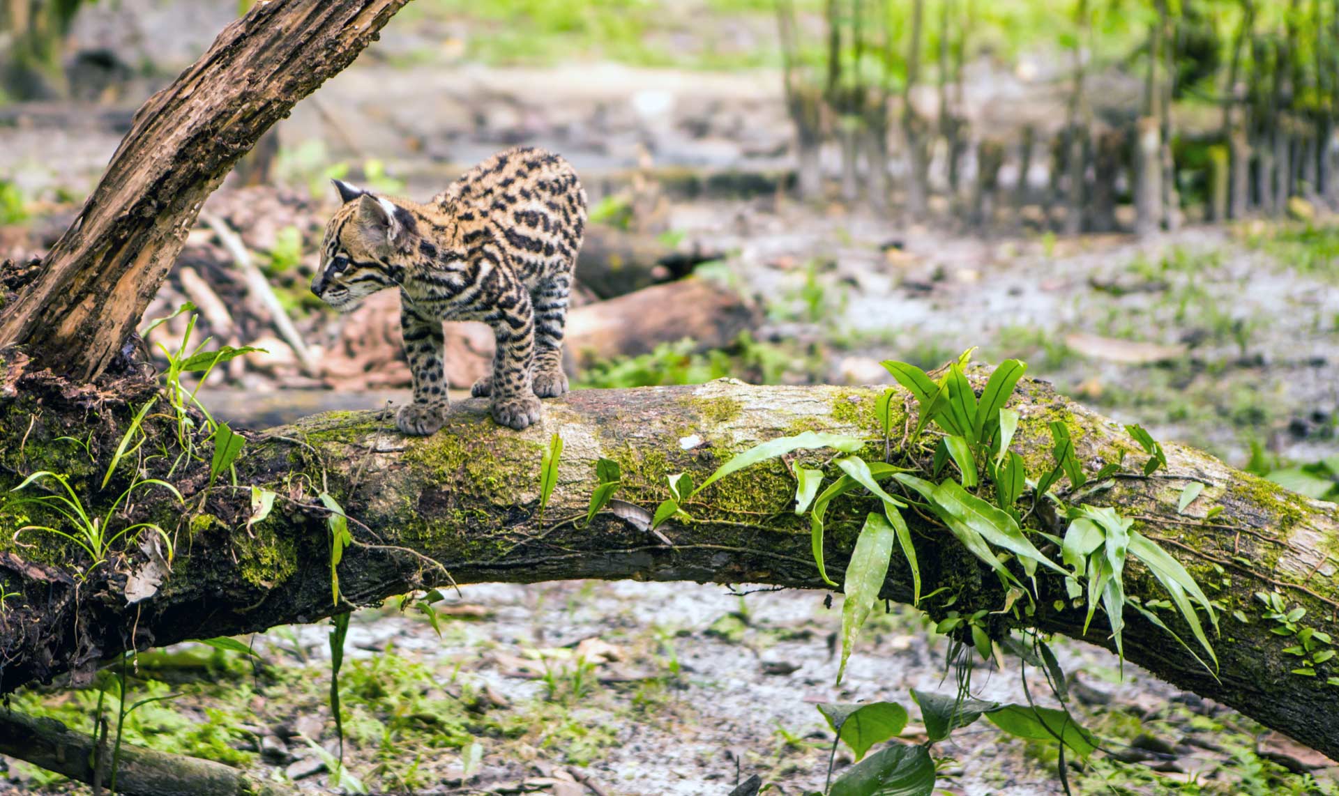 Perú y Amazonas Perú y Amazonas