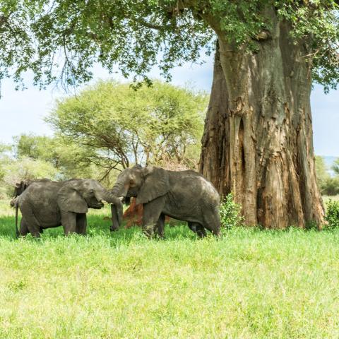Tanzania Tanzania
