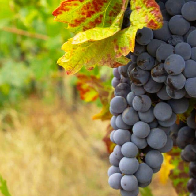 Wines of Chile Wines of Chile